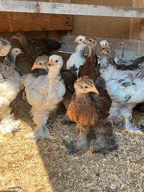Galline brahma