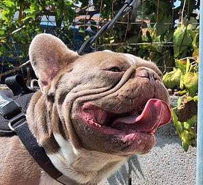 Stallone/Monta Isabella solid Bulldog Francese