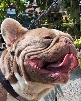 Stallone/Monta Isabella solid Bulldog Francese