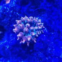 Anemoni