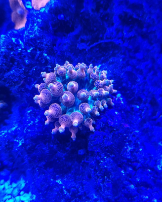 Anemoni