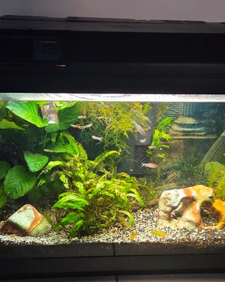 Acquario Askoll completo  