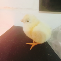 .Pulcini galline