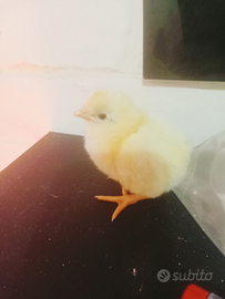 .Pulcini galline