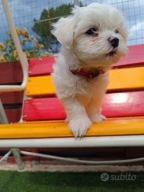 Cuccioli maltese