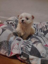 Piccolo maltese