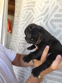 Cuccioli Buldog francese