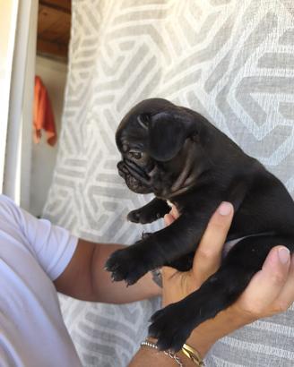 Cuccioli Buldog francese