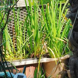 Iris giallo: pianta per laghetti fitodepurante