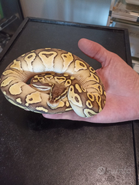 Pitone reale ball python