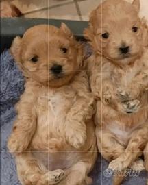 Maltipoo toy