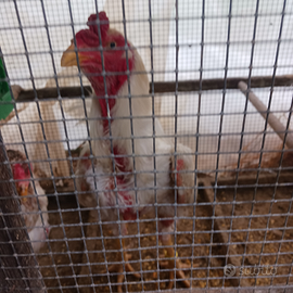 Galli shamo e ko shamo