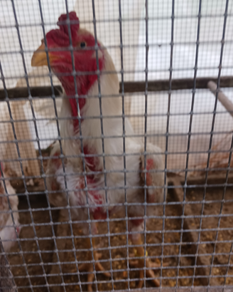 Galli shamo e ko shamo