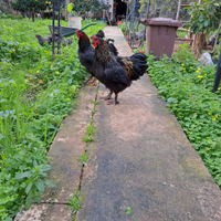 Galli Brahma