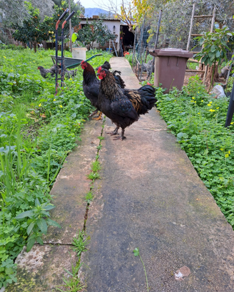 Galli Brahma