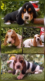 Cuccioli Bassethound Basset hound