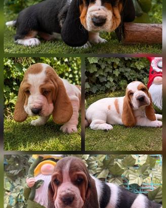 Cuccioli Bassethound Basset hound