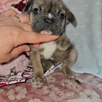 Bulldog francese blue fawn 2