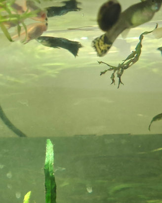 Guppy