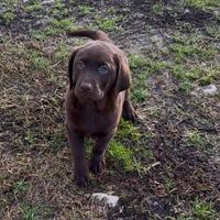 Cucciolo di Labrador chocolate con pedigree Enci