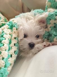 Cucciolo MALTESE Toy 