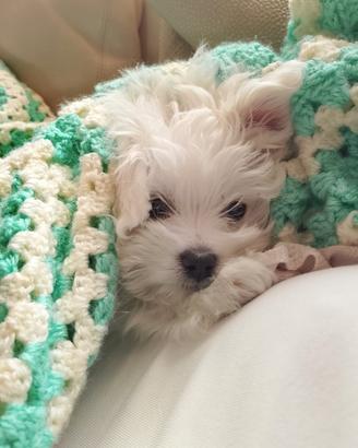 Cucciolo MALTESE Toy 