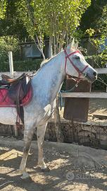Cavalla araba
