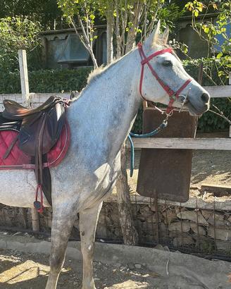 Cavalla araba