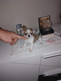 Chihuahua mini toy femmina