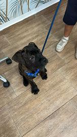 Cane corso