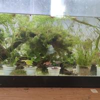 allestimento per acquario 120 litri