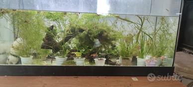 allestimento per acquario 120 litri