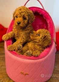 Barboncino- Barboncini toy