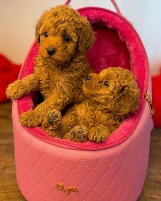 Barboncino- Barboncini toy