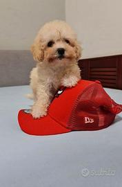 Maltipoo toy