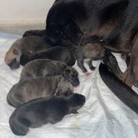 Cuccioli di cane mix Amstaff