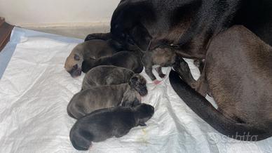 Cuccioli di cane mix Amstaff