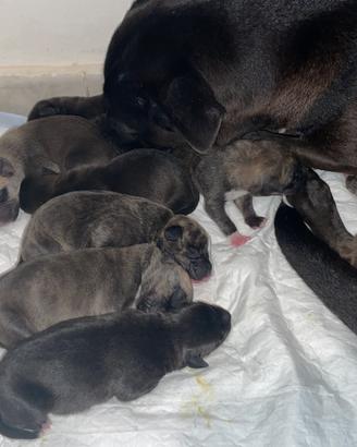 Cuccioli di cane Amstaff