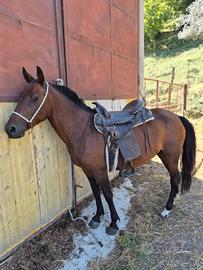 Cavallo