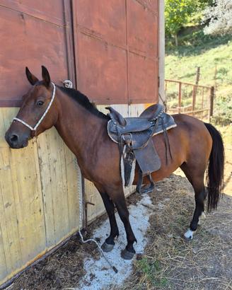 Cavallo