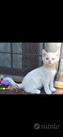Animali gatto Scottish