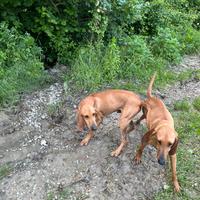 Cani per caccia alla lepre