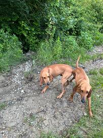 Cani per caccia alla lepre