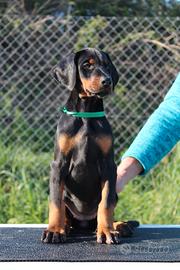 Cucciola di Dobermann toscana