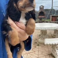 Cuccioli di cocker spaniel con Pedigree Enci