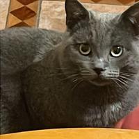 Gatto certosino