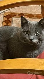 Gatto certosino