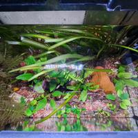 piante vere per acquario per pesci
