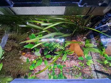 piante vere per acquario per pesci