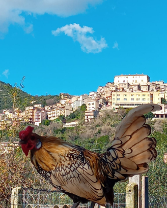 Gallo